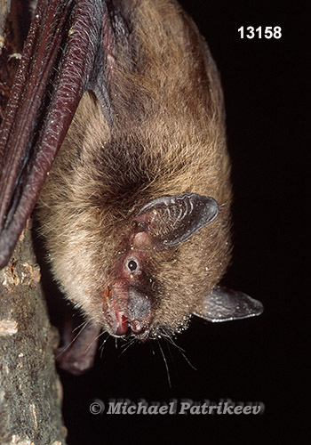 Little Brown Bat (Myotis lucifugus)